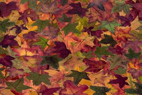 Leaves Tree Autumn