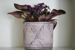 Flower Pot Violet