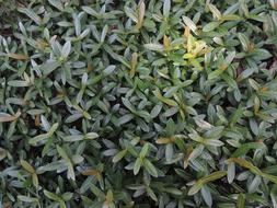 Grass Green