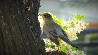 incredible Bird Ave Animal