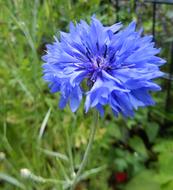 blue Cornflower Pointed Flower in Spring