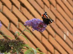 Butterfly Bush