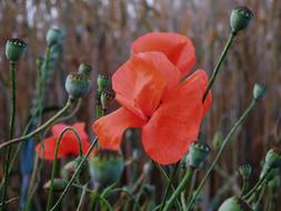 Poppy Buds Field