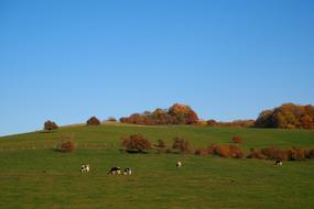 orange trees green meadow