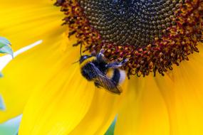 Hummel Sunflower Helianthus Annuus