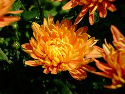 Orange Flower Bloom