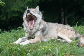 wolf with his mouth open on the grass