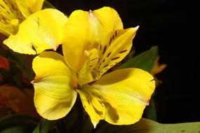yellow Iris Blossoms in garden