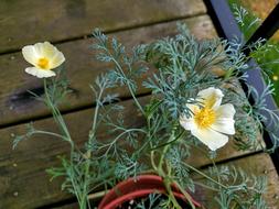 California Poppy Flower