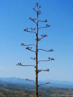 tall tree in the wild