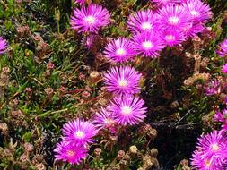 Sedum Canaries Flower Violet