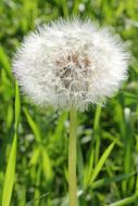 Dandelion Fluffy Flower