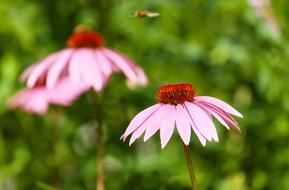 Coneflower Flower Blossom in garden