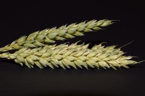 long wheat on a black background