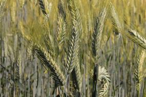 wheat in the wilderness
