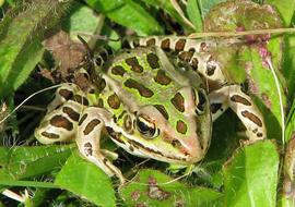 Close up of a frog in spots