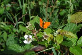 Butterfly Blackberry Leaves