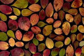 colored leaves on a black background