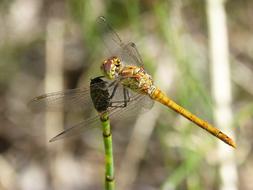 long-stemmed dragonfly