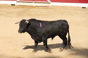 black bull in the arena