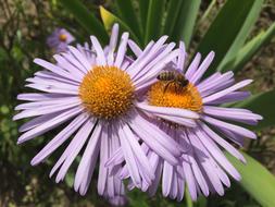 Daisy Summer Flower