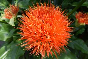 Orange Flower Bloom