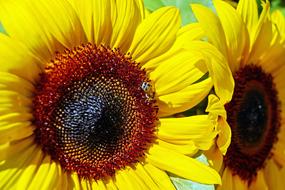 Sunflower Flower Blossom
