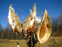 Pod Milkweed Seed