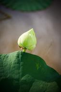 Vietnamese Lotus green Leaf