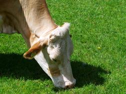 cow in the grass view