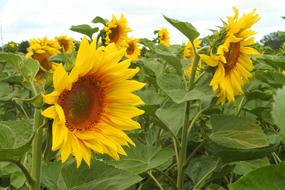 Sunflower Blossom Bloom
