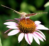 Butterfly Blossom