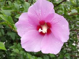 beautiful flower bud in raindrops