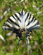 Papilio Machaon Butterfly Queen