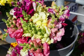 Flower Snapdragon Red