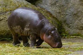 Hippo baby at the zoo