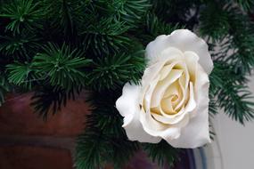 Rose Flower Blossom