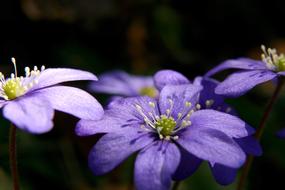 Blue Anemone Spring Flower