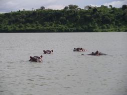 cute hippos in the water