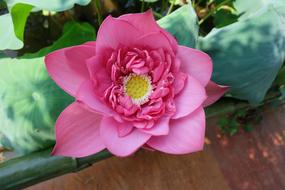 Flower Lotus