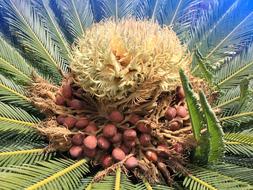 Palm Seeds Blossom