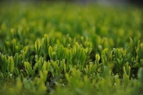 green tea sprouts in the ground