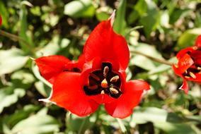 red tulips, green leaves