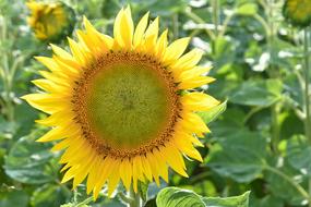 Sunflower Blossom Bloom