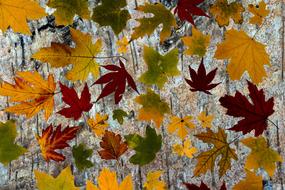 Leaves True Maple Autumn
