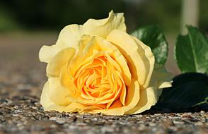Rose Yellow Flower