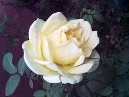 Flower Rose Light