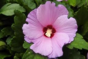 Hibiscus Blossom Bloom