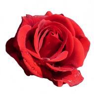 Rose Red Blossom