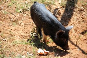 little walking pig